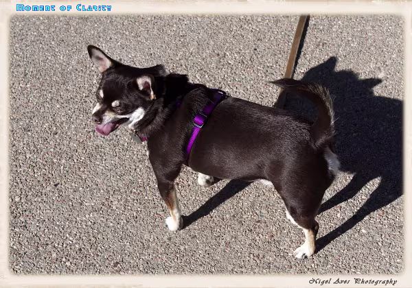 Victoria Shaughnessy Victoria Shaughnessy